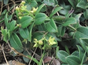 Wild Madder (Rubia peregrina)