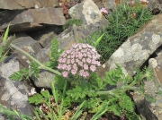 Sea Carrot (Daucus carota subsp. gummifer)