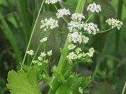 Wild Celery (Apium graveolens)