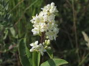 Wild Privet (Ligustrum vulgare)