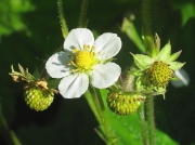 Wild Strawberry