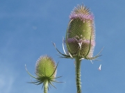 Wild Teasel (Dipsacus fullonum)