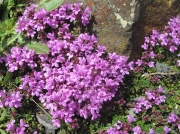 Wild Thyme (Thymus polytrichus)
