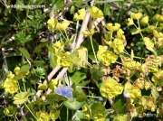 Wood Spurge (Euphorbia amygdaloides)
