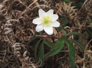 Wood Anemone (Anemone nemorosa)