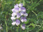 Wood Vetch (Vicia sylvatica)