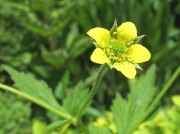 Wood Avens or Herb Bennet