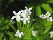 Woodruff (Galium odoratum)