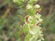 Wood Sage (Teucrium scorodonia)