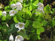 Wood-sorrel (Oxalis acetosella)