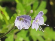 Wood Speedwell (Veronica montana)