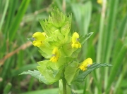 Yellow-rattle (Rhinanthus minor)