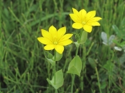 Yellow-wort (Blackstonia perfoliata)