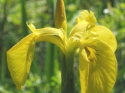 Yellow Iris (Iris pseudacorus)
