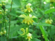 Yellow Archangel