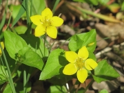 Yellow Pimpernel (Lysimachia nemorum)