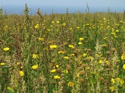 Corn Marigold (Glebionis segetum formerly Chrysanthemum segetum)