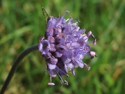 Devil's-bit Scabious flowerhead