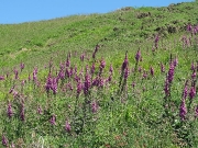 Foxglove