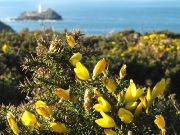 Gorse (Ulex europaeus)