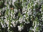 Heather or Ling (white form)