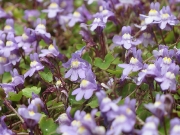 Ivy-leaved Toadflax