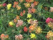 Kidney Vetch (Anthyllis vulneraria)