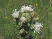 Marsh Thistle (white form)