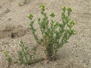 Sand Toadflax
