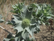 Sea-holly (Eryngium maritimum)