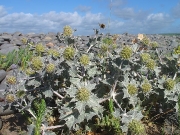 Sea-holly (Eryngium maritimum)