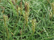 Sea Plantain (Plantago maritima)
