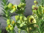 Sea Spurge (Euphorbia paralias)