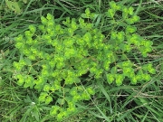 Sun Spurge (Euphorbia helioscopia)