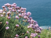 Thrift or Sea Pink (Armeria maritima subsp. maritima)
