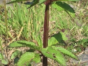 Water Figwort