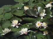 White Water-lily