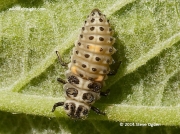 10 spot ladybird larva (or possible 2-spot ladybird larva)