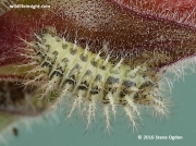 24-spot ladybird (Subcoccinella vigintiquattuorpunctata) larva
