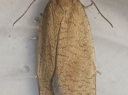 0988 Bilberry Tortrix (Aphelia viburnana)