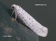 0424 Bird-cherry Ermine (Yponomeuta evonymella)