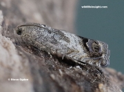 1260 Cydia splendana  - photo © Steve Ogden