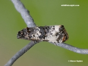 0926  Hysterophora maculosaria also known as Bluebell Conch in Cornish garden
