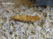 0886  Mompha ochraceella