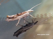 0455  Ypsolopha scrabella