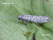 0431 Yponomeuta sedella