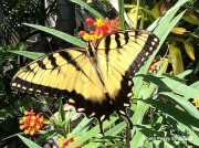 Eastern-Tiger-Swallowtail-Papilio glaucus 2512