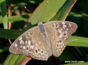 Hackberry Emperor Butterfly (Asterocampa celtis) 17 9 17
