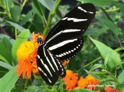 Heliconius-charithonia-zebra-longwing butterfly