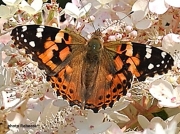 Painted-Lady-butterfly (Vanessa cardui) US-8171
